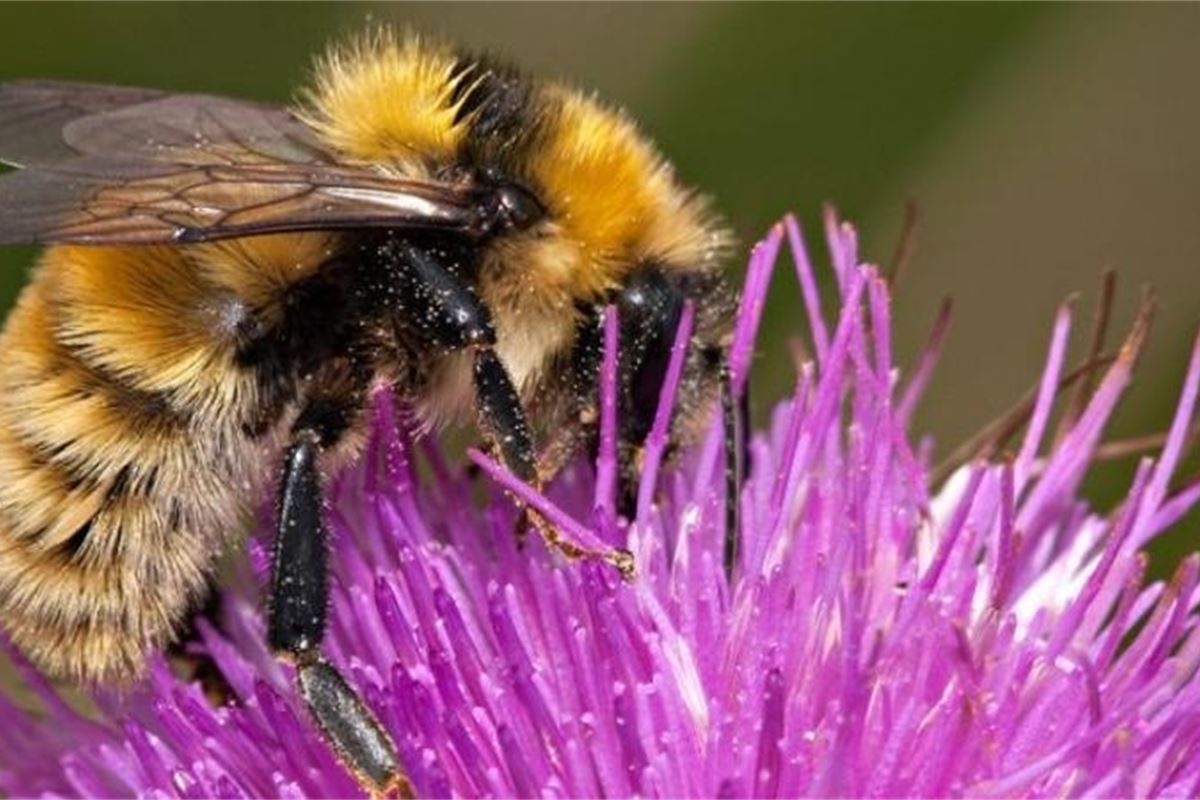 Каменные пчелы. Шмель Bombus hyperboreus. Bombus terrestris Рой. Bombus humilis. Грудь пчелы.